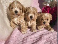 Maltipoo Mini Teacup Yavrularımız