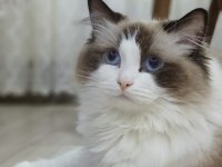 45 Günlük Orjinal Ragdoll Yavruları