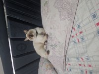 British Shorthair Çikolata Point