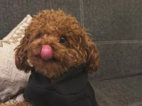 Kore Poodle Köpeğime Eş Bulma İlanıdır