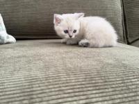 Ares'in Yavrusu Kedimiz