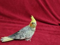 Yavru Sultan Papağanı 30 Günlük