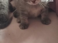 Kısırlaştırma Desteği Karşılığı Ücretsiz Kediler