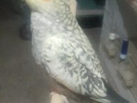 Ev Ortamında Üretilmiş Gayet Sağlıklı Sultan Papağanı Yavruları