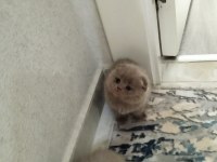 Scottish Fold Lilac Erkek