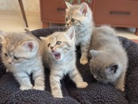 Lnxn point british shorthair yavrular