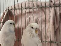 Muhabbet Kuşu Çift