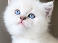 British shorthair yavrularımız