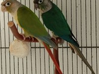 Dna Belgeli Konur Papağanı Takım 81 İle Gönderim Vardır