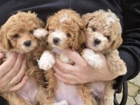 Mükemmel Maltipoo Köpeği Yavrularımız