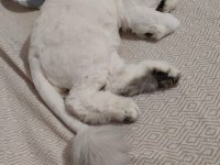 Yetişkin erkek kedimiz