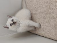 British Shorthair Yavruları