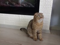 Tamamen ücretsiz kedi evi ile beraber