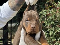 Şeceresiz Black Tan 30 Günlük Özel Doberman Yavrusu
