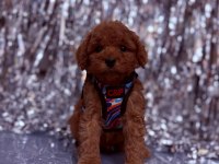 Safkan Toy Poodle Cinsi Yavrular