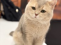 Nadir Güzellik Ay 11 British Shorthair (2,5 Yaş)