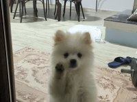 6 Aylık Tuvalet Eğitimli Acil Pomeranian