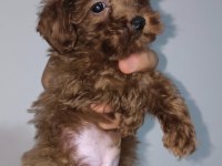 Toy Poodle Red Brown