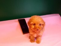 Teacup Poodle Yavrusu Köpeklerimiz
