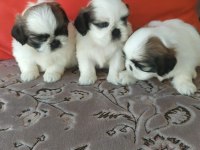 Sağlıklı shih tzu yavrular