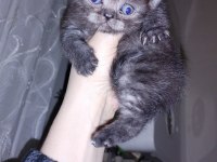 45 Günlük Dişi Ve Erkek Kediler Mevcut