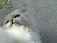 British Longhair Yavru Safkan