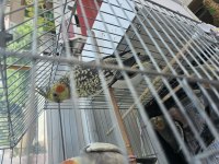 Yeni Yeme Düşmüş Sultan Papağanı Yavrular