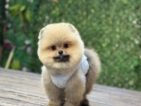 Teacup Pomeranian