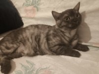 Evimde iki tane kedim var kediler anlaşamadığından dolayı sahiplendirmek istiyorum