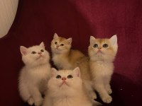 British Golden-Silver Asil Soylu British Shorthair Yavrular