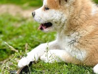 Muhteşem Safkan Japon Akita İnu Yavrular