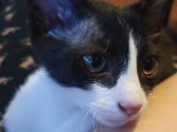 Ücretsiz Erkek Smokin Kedimiz 4 Aylık