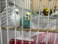 Çift Muhabbet Kuşumuz