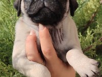 Basık Çocuk Pug