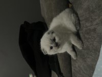 35 Günlük Kar Beyazı Scottish Fold Yavrularımız