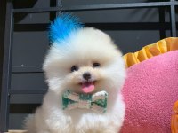 Ayı Surat Pomeranian Boo Yavrularımız