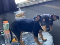 Erkek Minyatür Pinscher 2 Aylık