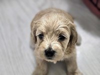 Rezerveye Açık Maltipoo Yavrularımız