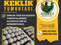 Keklik yumurtası