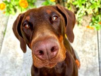 Efsane doberman köpeği bebekler