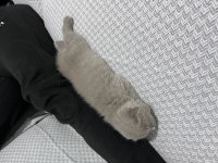 1.5 Aylık Dişi Yavru Scottish Fold