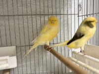 Erkek Yorkshire Kanarya