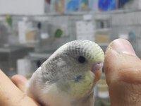 Alıştırmalık Konuşturmalık Muhabbet Kuşu Yavrular