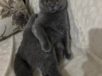 Çok sevecen british shorthair uysal ev kedisi
