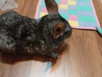 Elimde 1 Adet Yavru Chinchilla Var