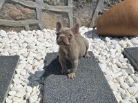 Yeşil Göz İzabella Erkek French Bulldog