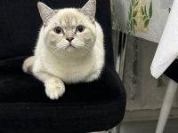 Ücretsiz british kedimiz