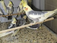 Sultan Papağanımız