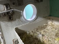 2 Takım Garantili Damızlık Sevda Papağanı