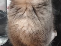 İkiz British Shorthair Kızlarım